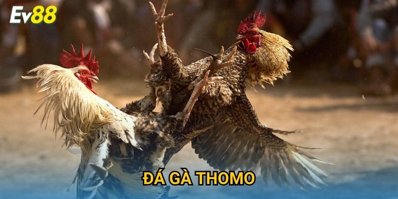 Đá Gà Thomo Ev88 – Đỉnh Cao Trận Đấu Kịch Tính & Hấp Dẫn 2025