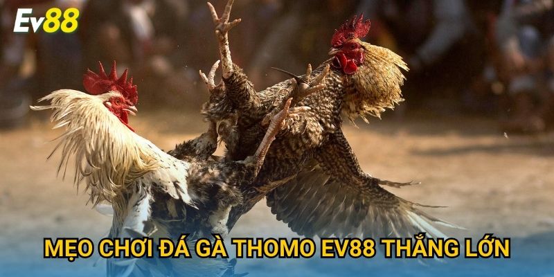 Mẹo chơi đá gà Thomo Ev88 thắng lớn