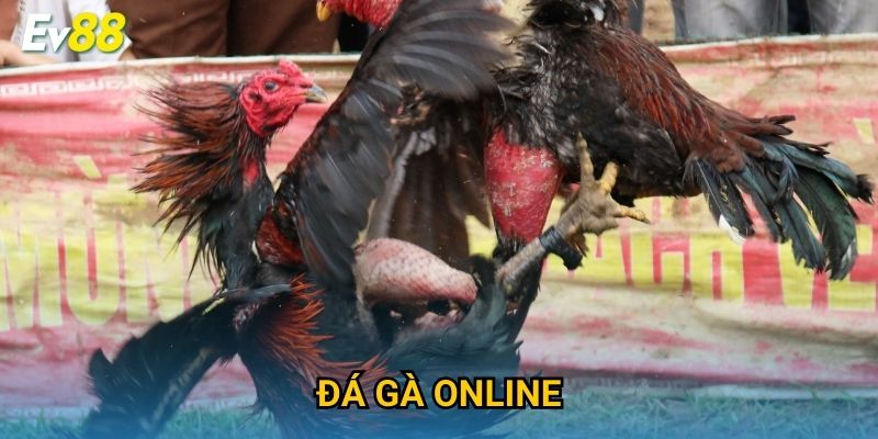 Đá Gà Online Ev88 – Trải Nghiệm Trực Tuyến Cực Kịch Tính 2025