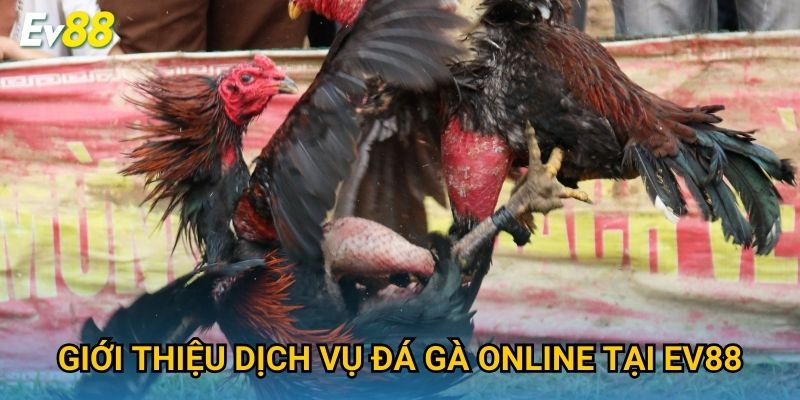 Giới thiệu dịch vụ đá gà online tại Ev88