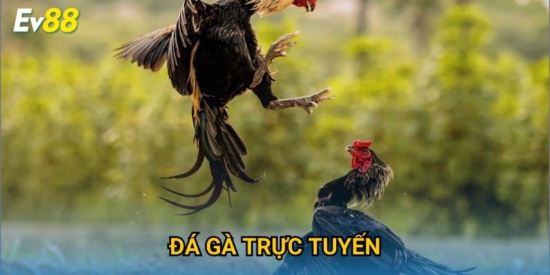 Đá Gà Trực Tuyến Ev88 – Giải Đấu Gay Cấn, Thưởng Hấp Dẫn 2025