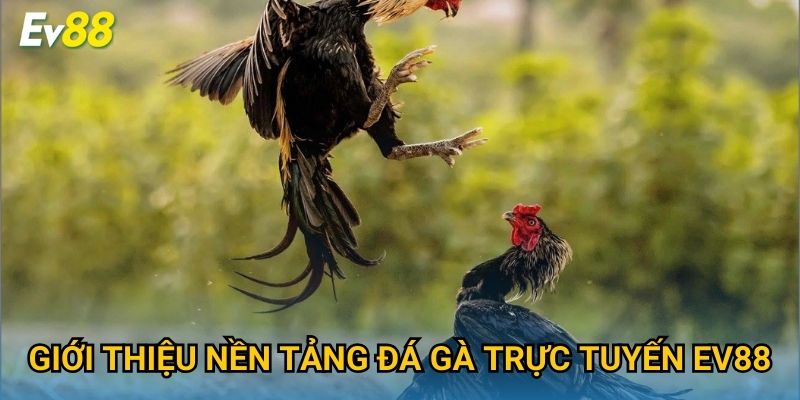 Giới thiệu nền tảng đá gà trực tuyến Ev88