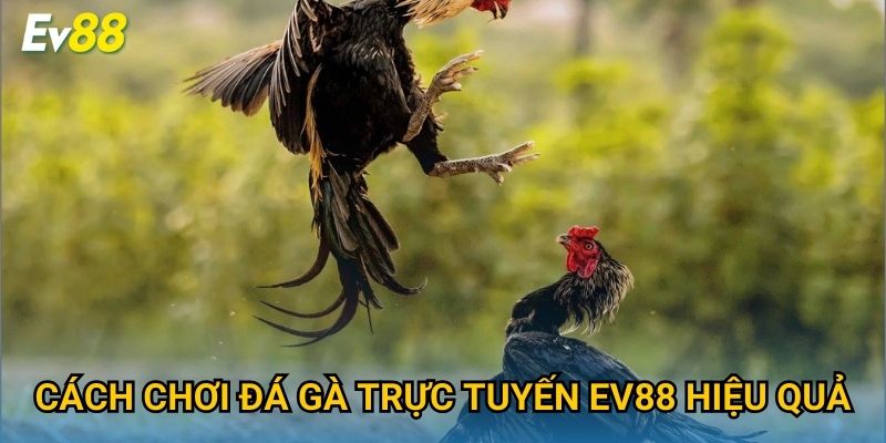 Cách chơi đá gà trực tuyến Ev88 hiệu quả