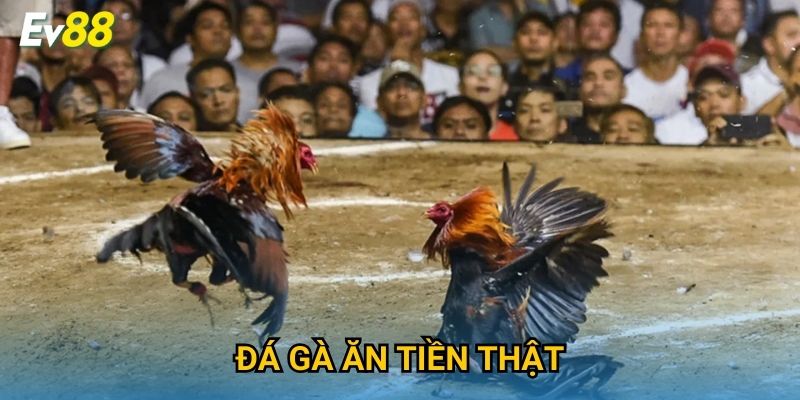 Đá Gà Ăn Tiền Thật Ev88 – Cơ Hội Thắng Lớn Mỗi Ngày 2025