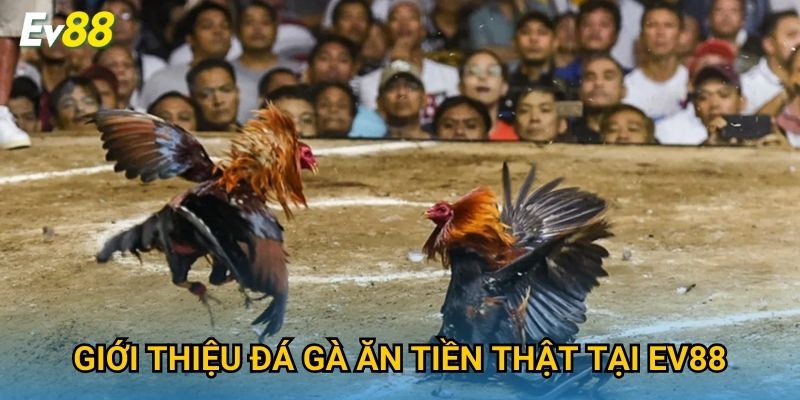 Giới thiệu đá gà ăn tiền thật tại Ev88