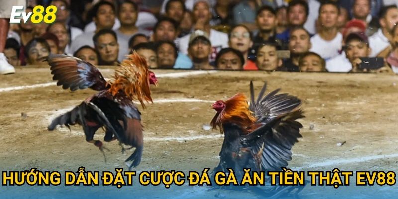 Hướng dẫn đặt cược đá gà ăn tiền thật Ev88