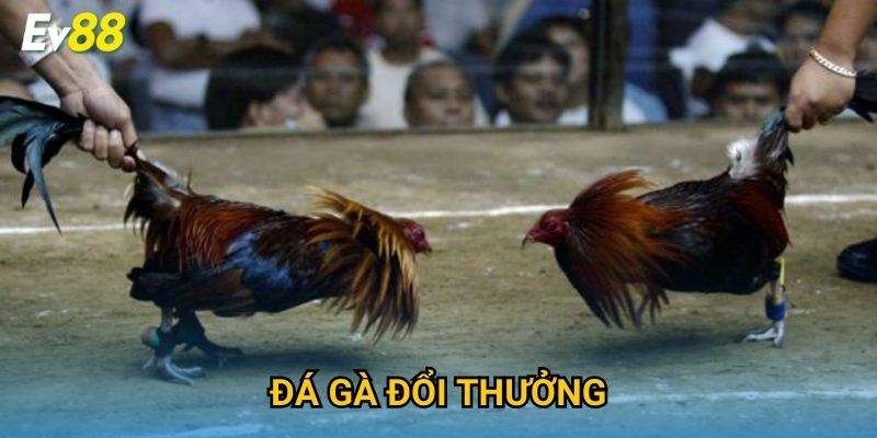 Đá Gà Đổi Thưởng Ev88 – Trải Nghiệm Hấp Dẫn, Thắng Lớn Dễ Dàng 2025