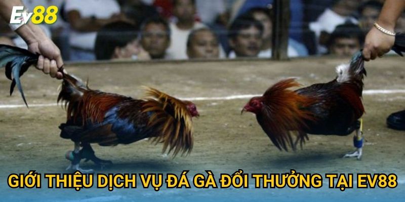 Giới thiệu dịch vụ đá gà đổi thưởng tại Ev88