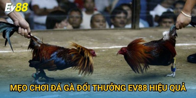 Mẹo chơi đá gà đổi thưởng Ev88 hiệu quả