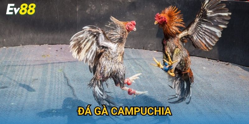 Đá Gà Campuchia Ev88 – Giải Đấu Quốc Tế Cực Hấp Dẫn 2025