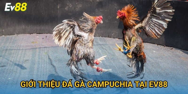 Giới thiệu đá gà Campuchia tại Ev88