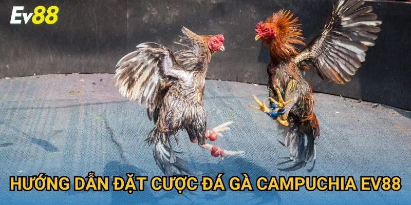 Hướng dẫn đặt cược đá gà Campuchia Ev88